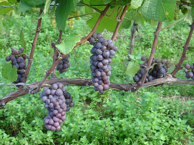 Cacho de uvas 